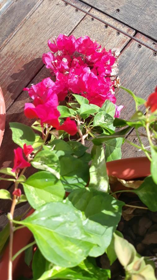 Manava Tahara'A Home Stay Mahina Exteriör bild
